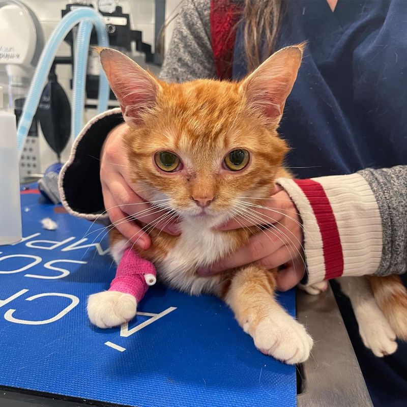 cat at vet