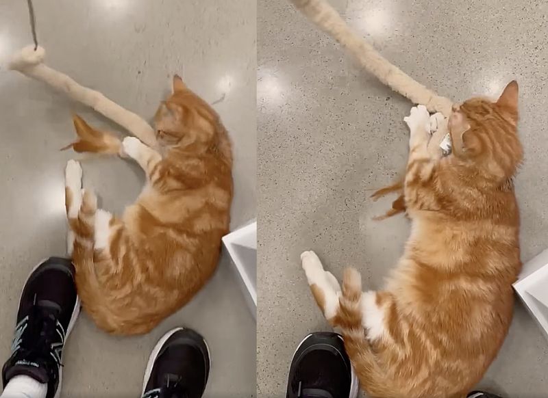 playful tabby orange cat