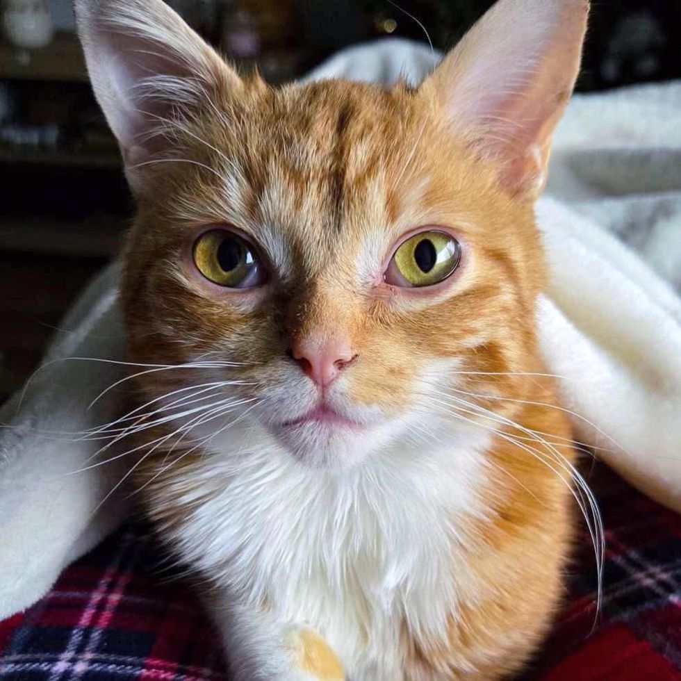 snuggly cat blanket