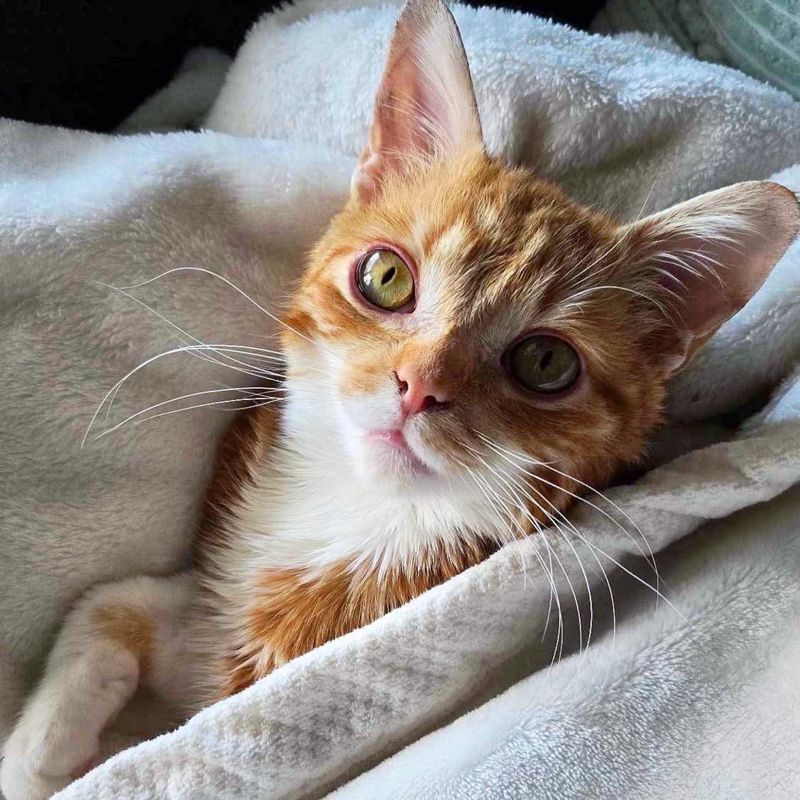 snuggly cat blanket