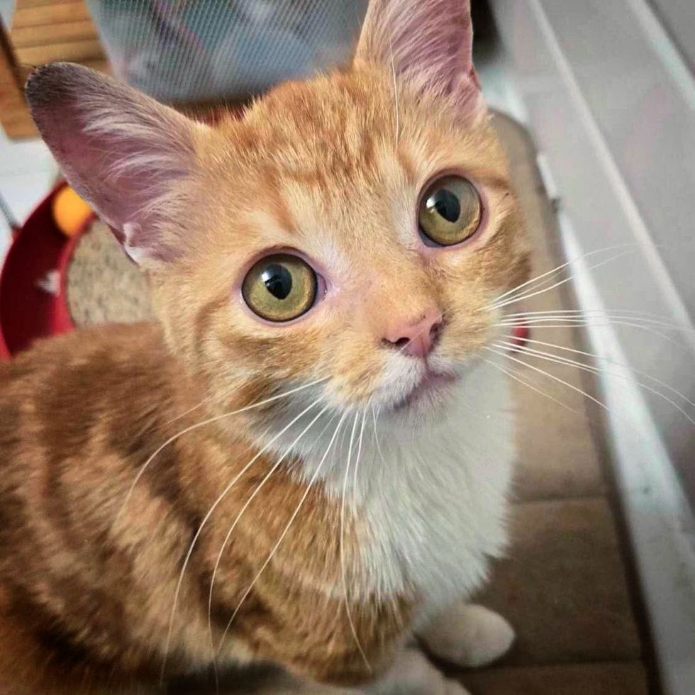 orange tabby cat big eyes