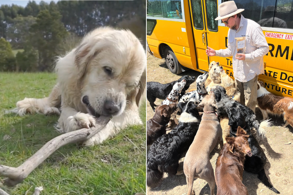 Daycare dubbed 'Heaven for Dogs' lets house dogs run wild on a 20-acre farm