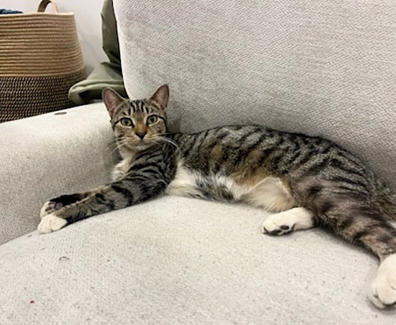 tabby cat couch