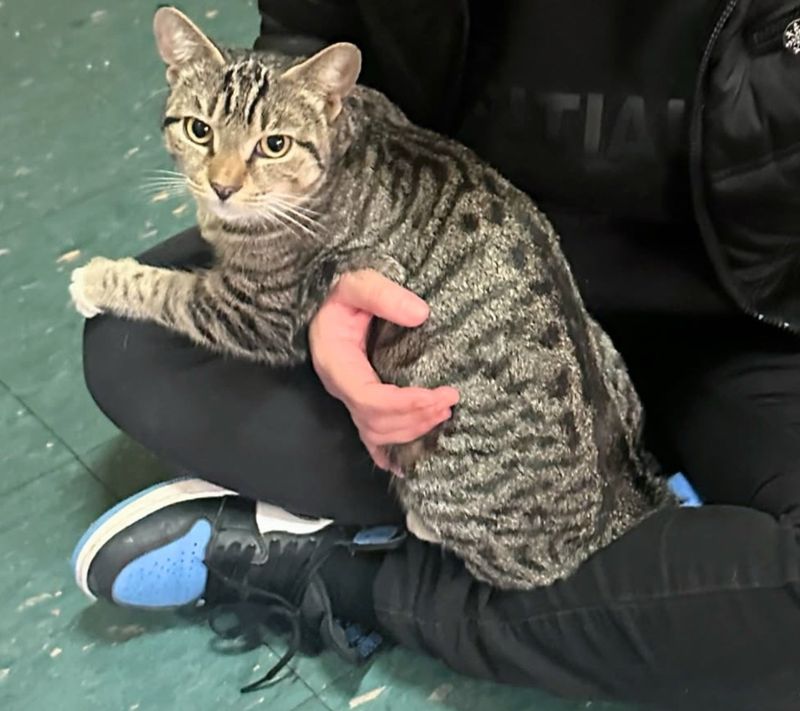 stray cat tabby lap