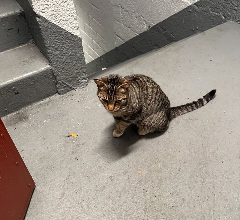 stray tabby cat stairs