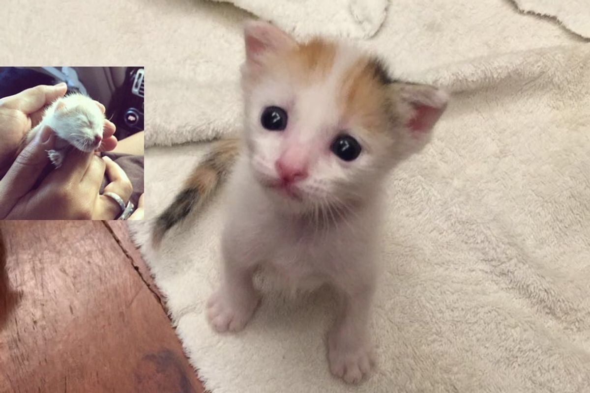 Newborn Kitten Found in Parking Lot Purrs in Her Rescuer's Arms