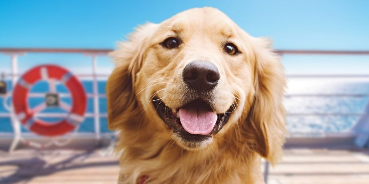 Service dog sees his favorite character on a Disney cruise and utterly loses his cool