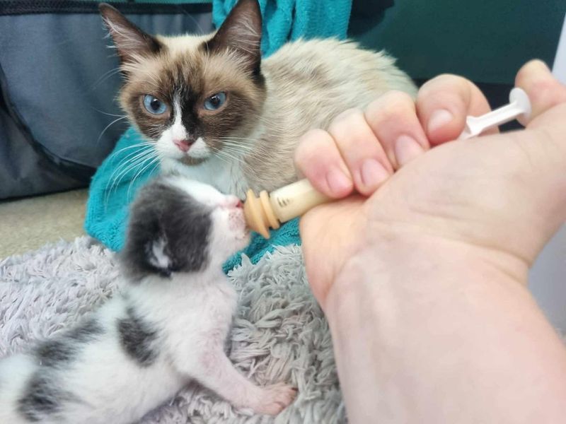 cat kitten feeding