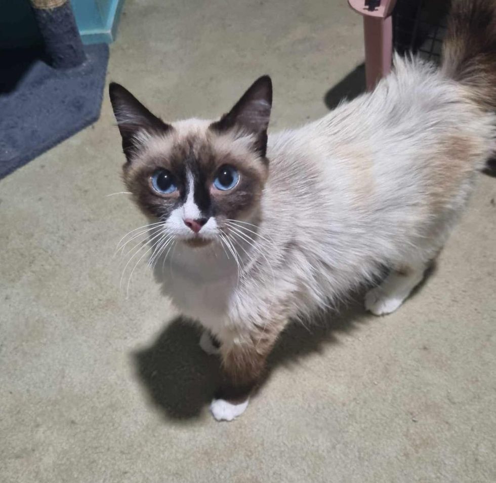 sweet siamese mix cat