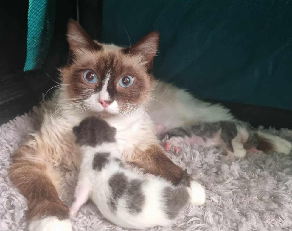 cat nursing kittens