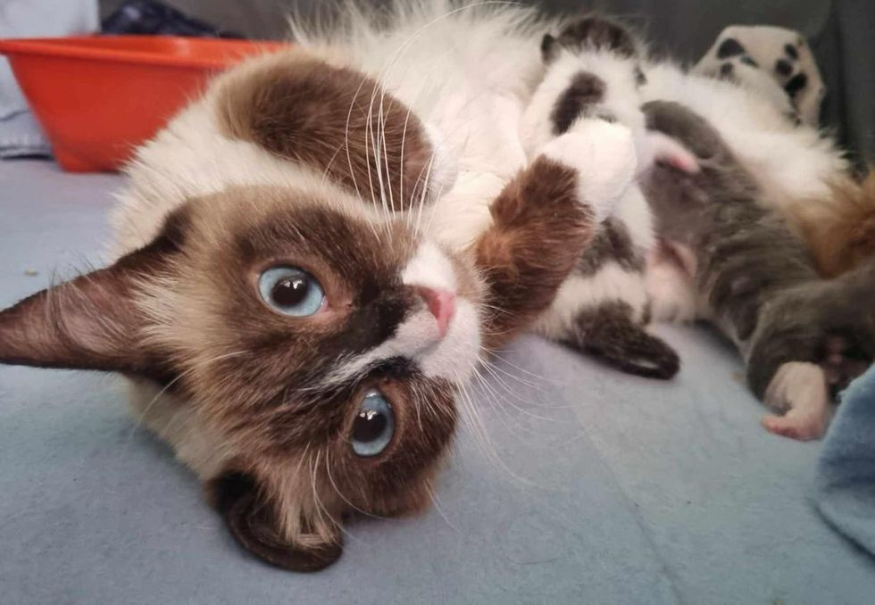 cat nursing kittens