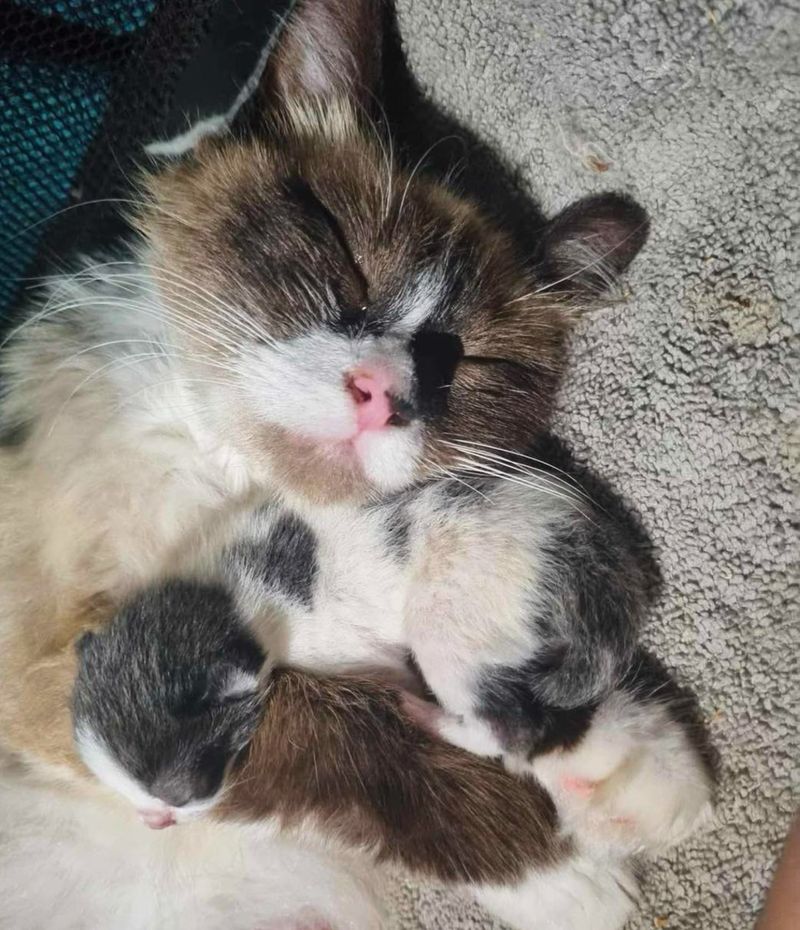 cat snuggling kitten