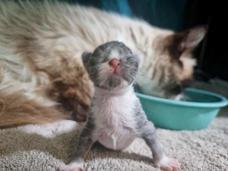 sweet newborn kitten