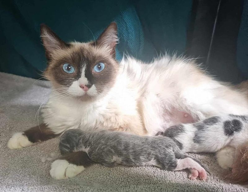 cat newborn kittens