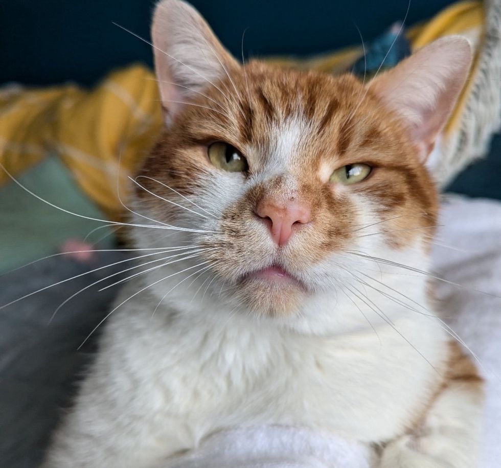 sweet orange white cat