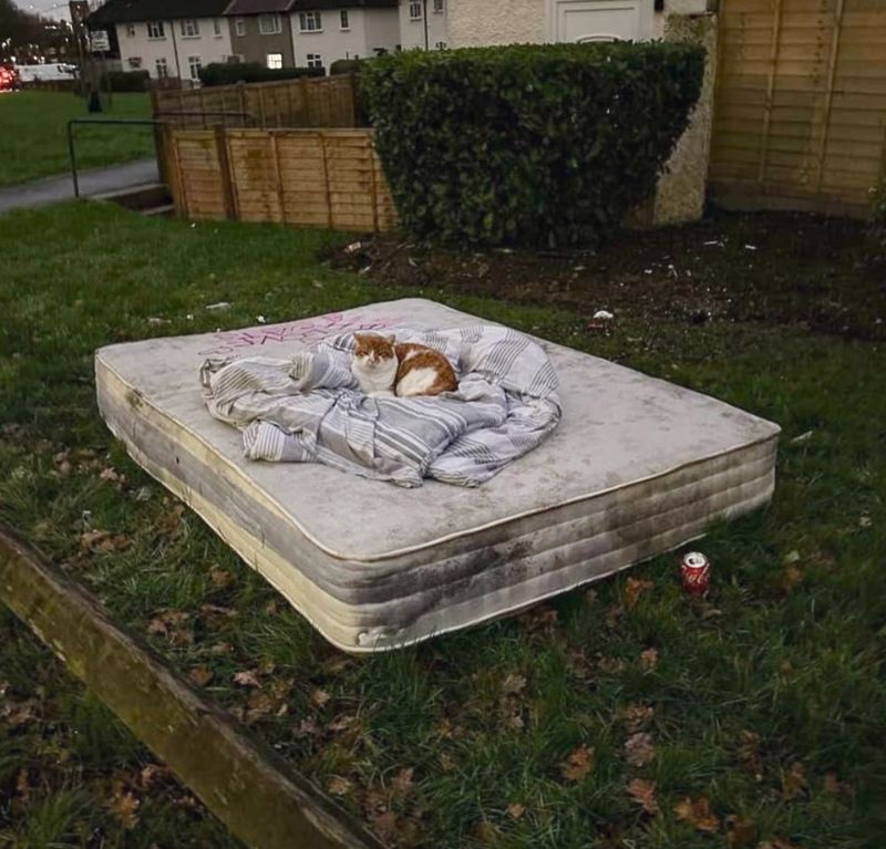 stray cat mattress sleeping