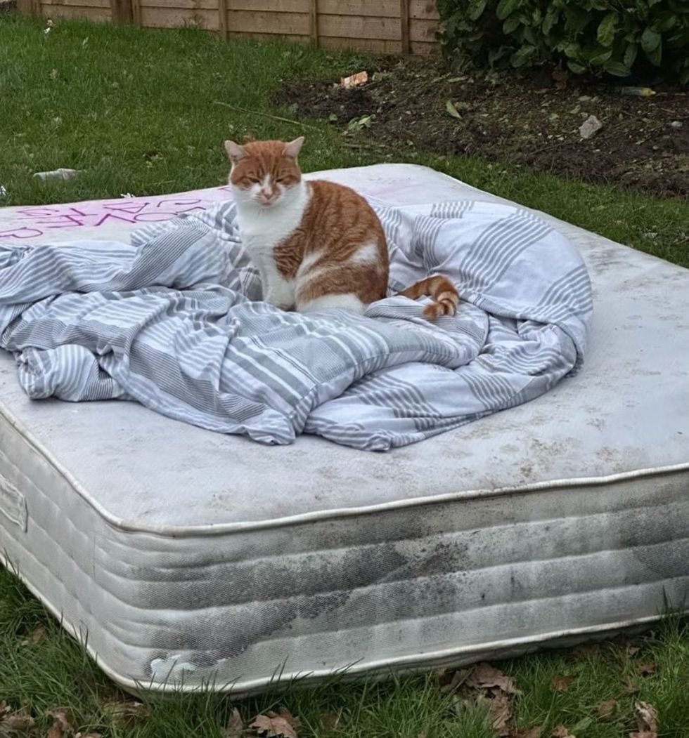 stray cat mattress