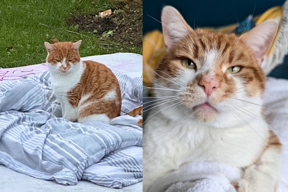 Cat Who Once Slept on a Mattress Outside Finds His Way into Home, Turning His Dream into Reality