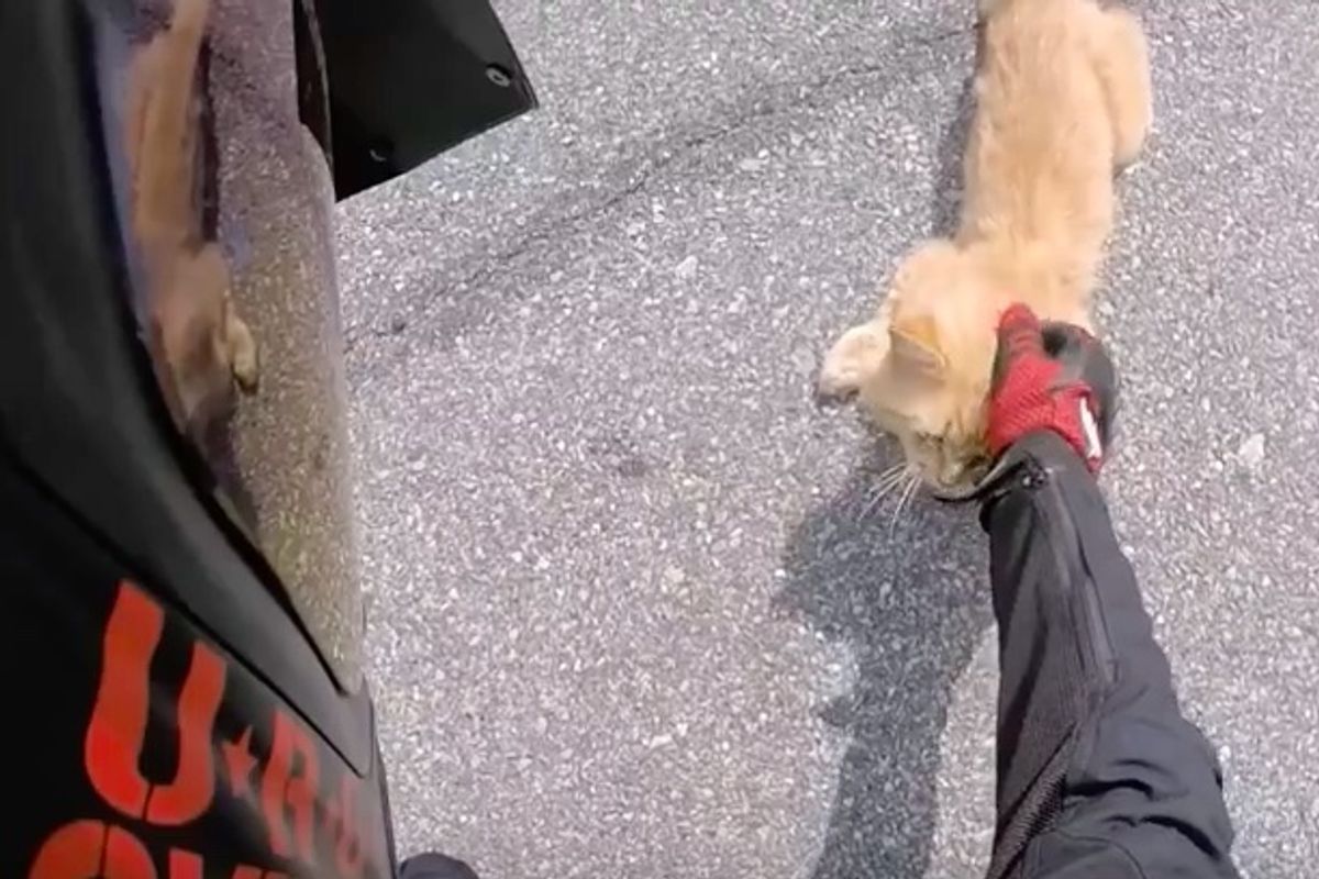 Motorcyclist Found Ginger Stray Lying on Mountain Road and Did Everything to Save Him