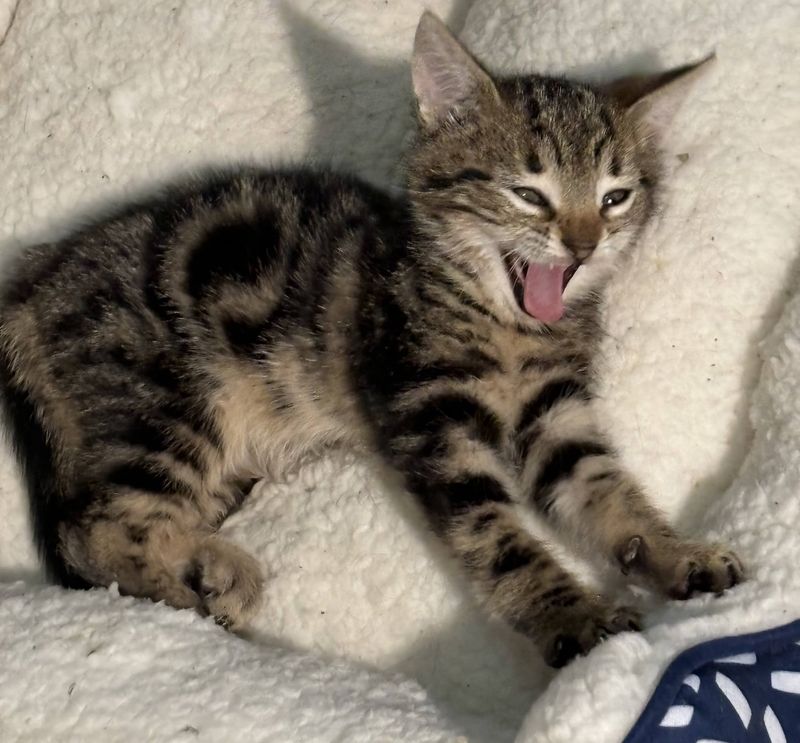 tabby kitten yawning