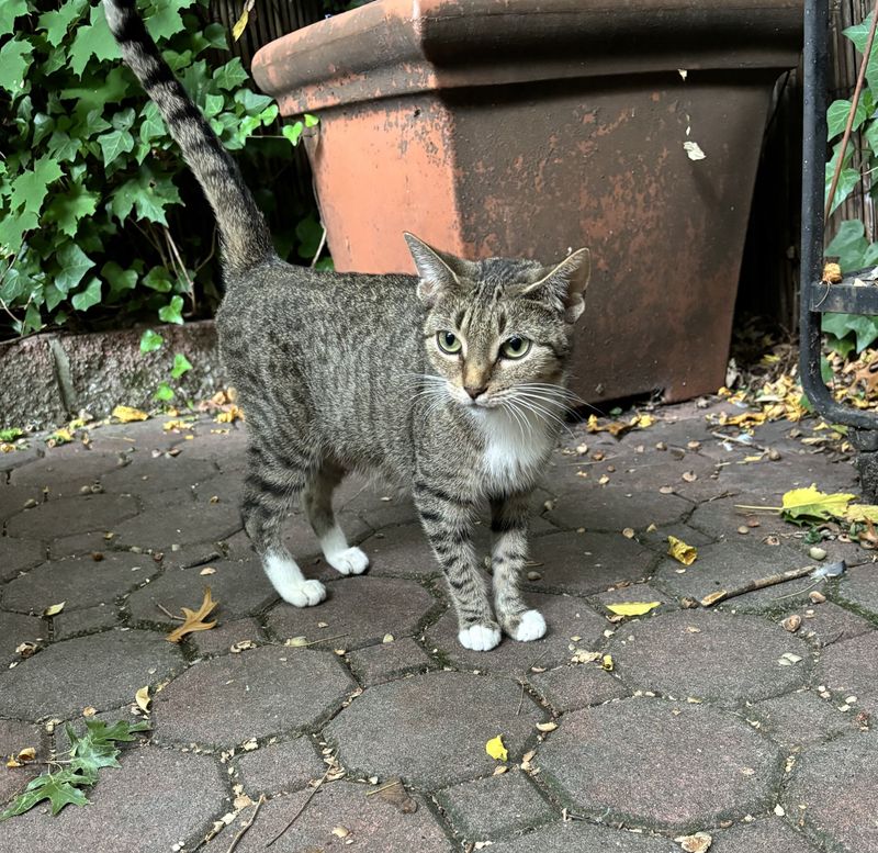 stray cat backyard