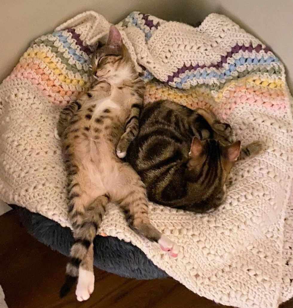 sleeping tabby cats