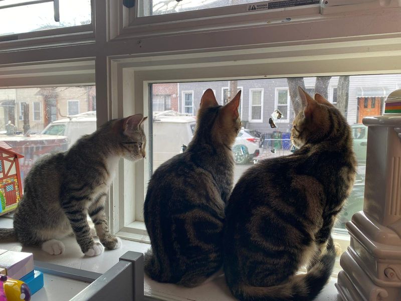 tabby cats window watching