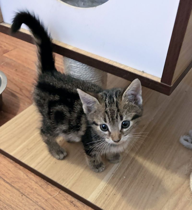 tabby kitten curious