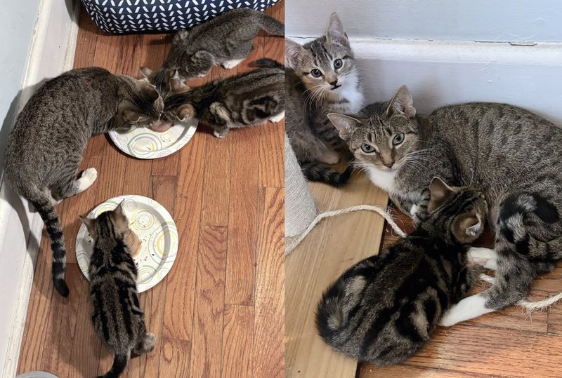 tabby cat kittens eating