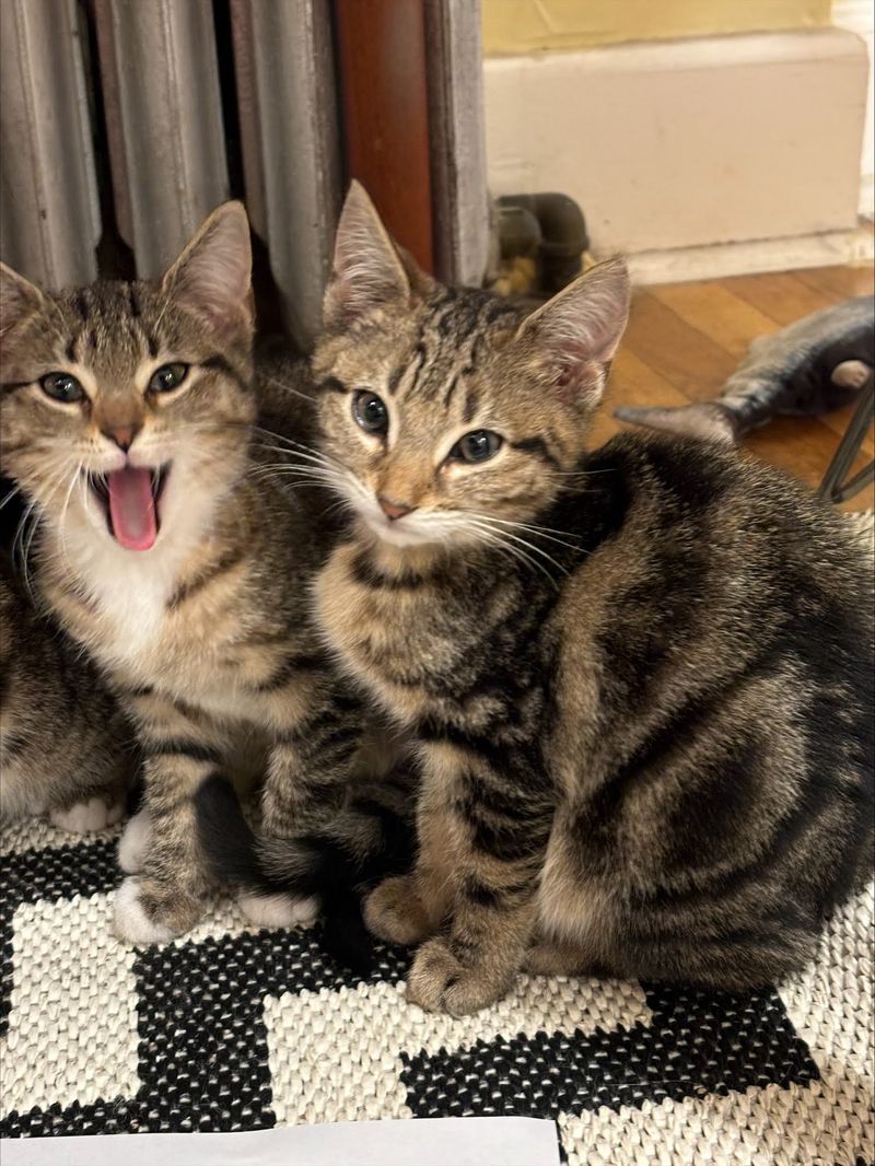 cute tabby kittens