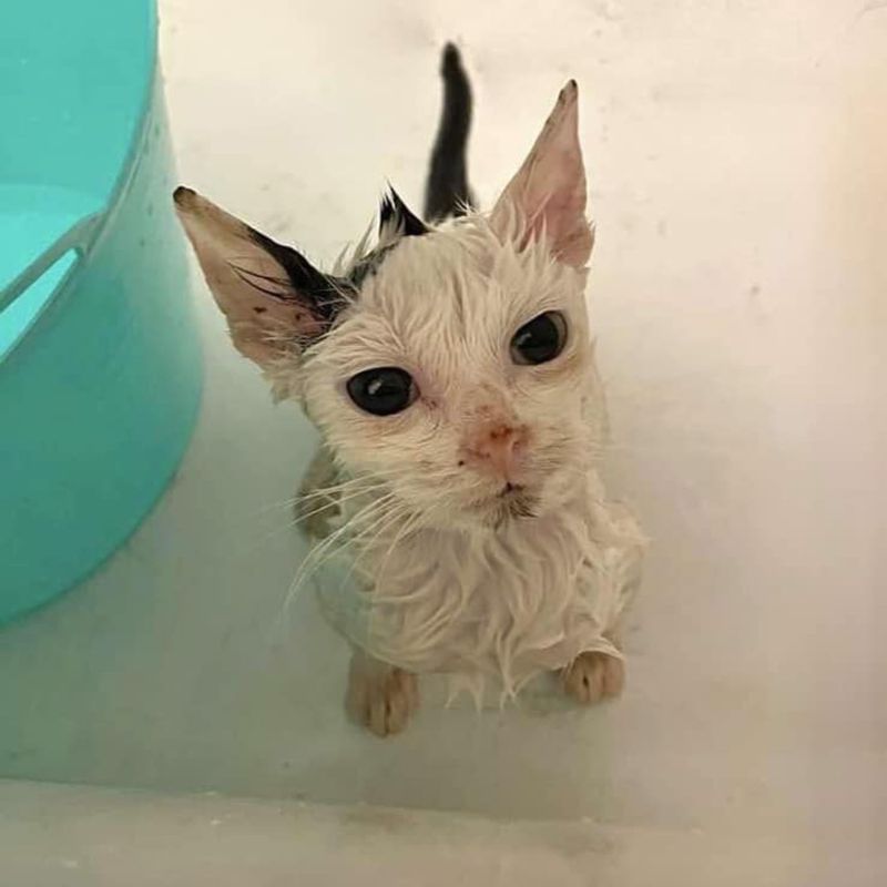 kitten bath cleaning