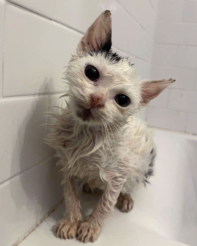 kitten bath washing