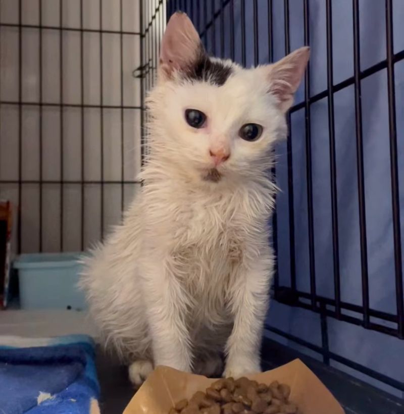 kitten cleaned up mealtime