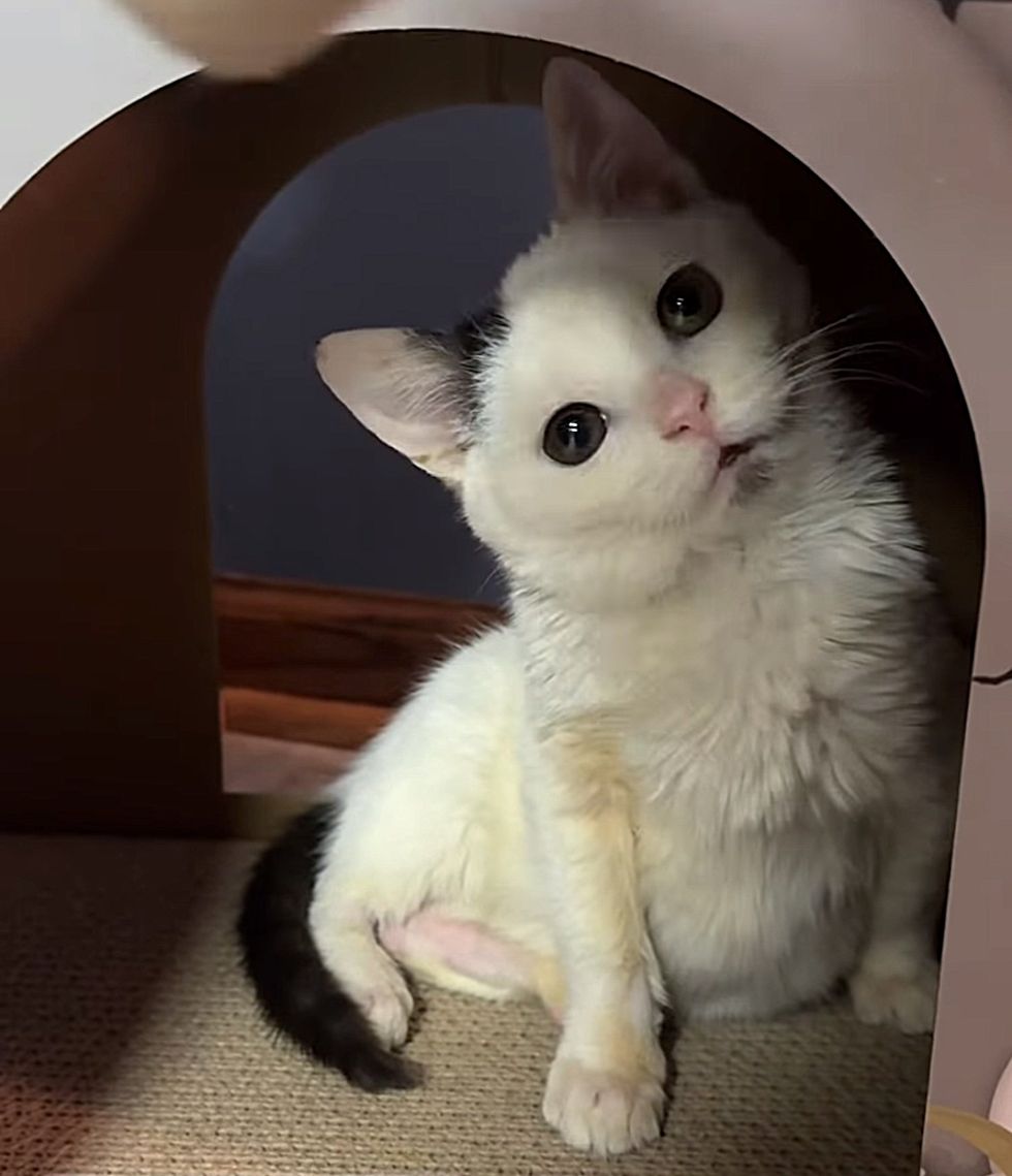 curious tiny kitten happy