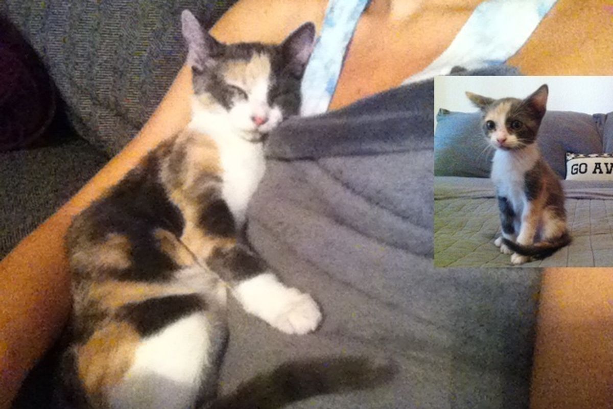 Young Woman Takes a Chance on a Calico, Cat Repays Her with Love She Never Expected