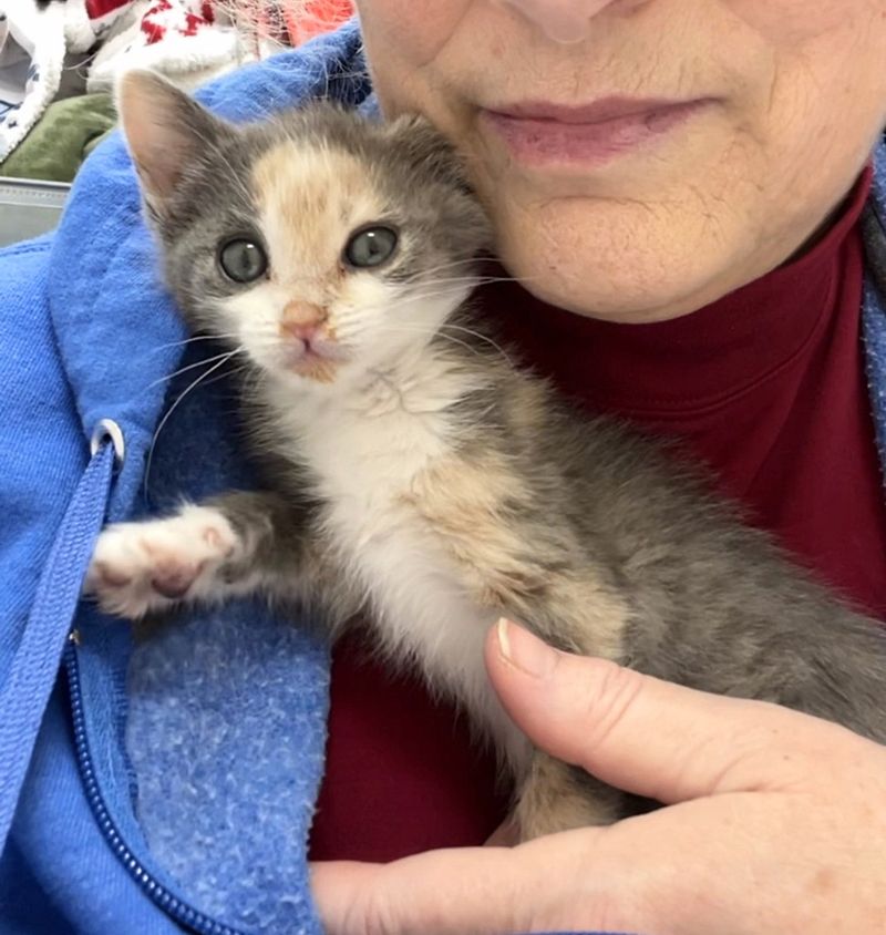 snuggly calico kitten