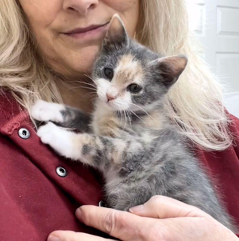 sweet snuggly calico kitten