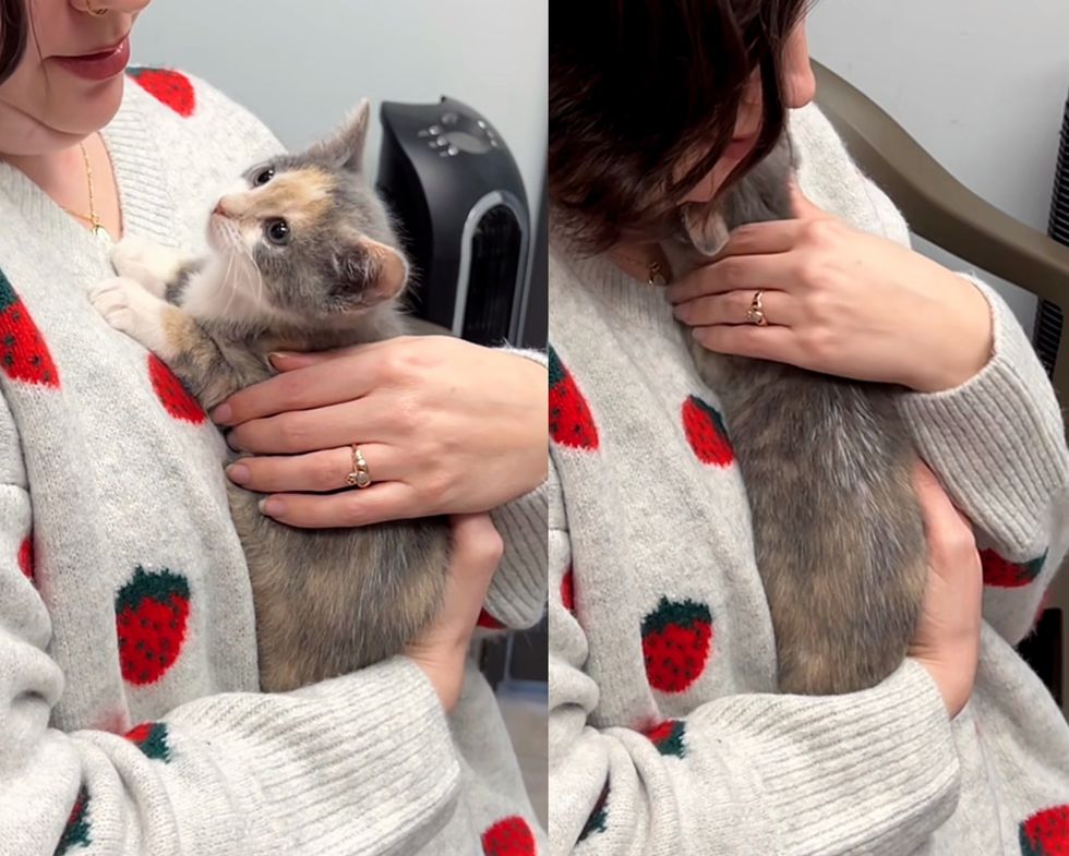 calico kitten cuddles