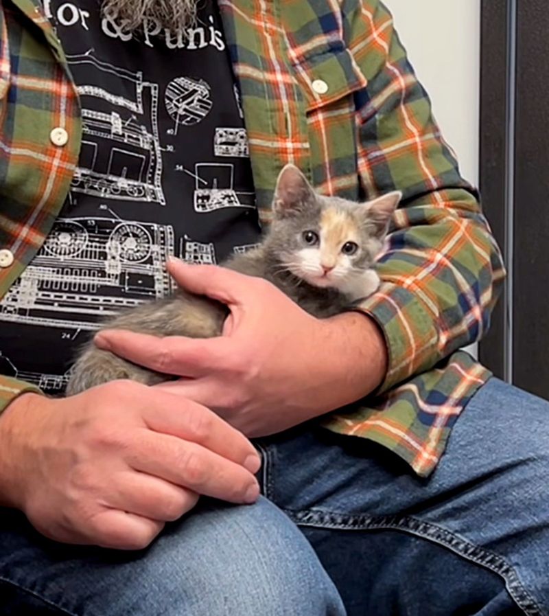 calico kitten lap cat