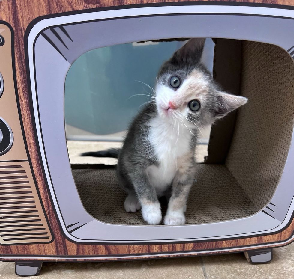 calico kitten happy