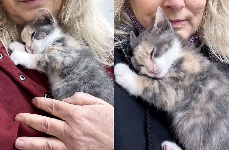 calico kitten cuddles