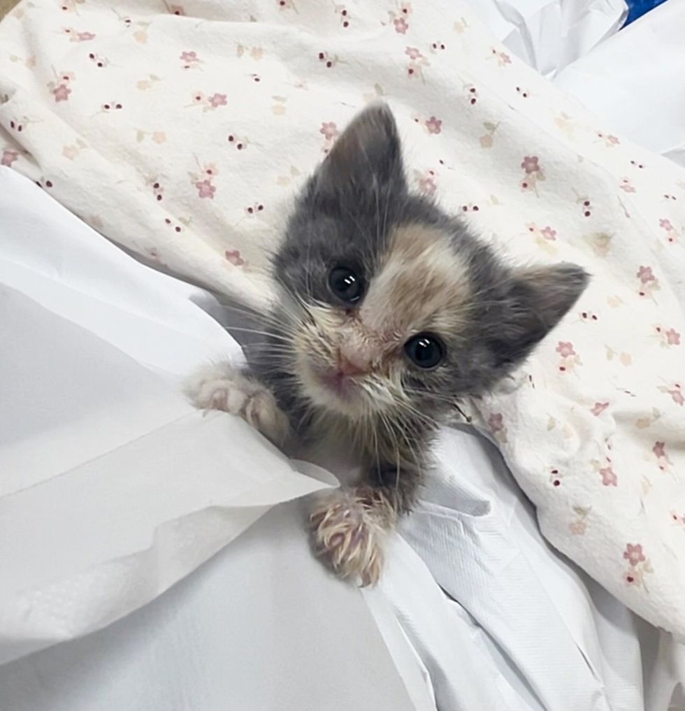 tiny calico kitten attention