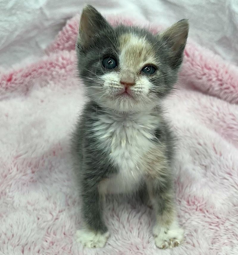 tiny calico kitten fluffy