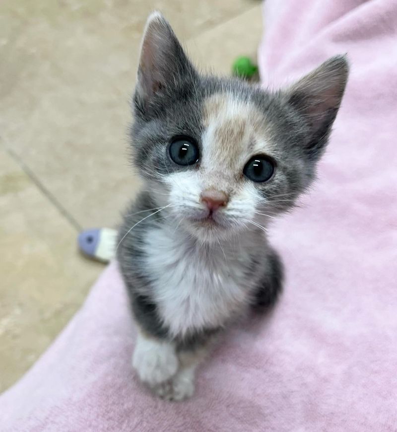 calico kitten attention seeker