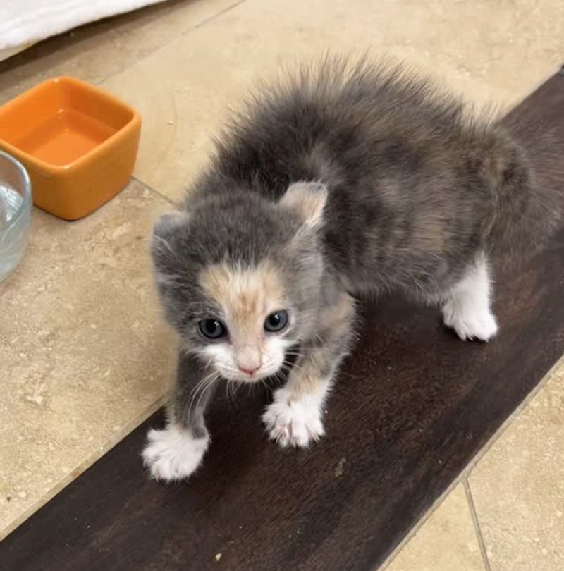 calico kitten puffed up fur