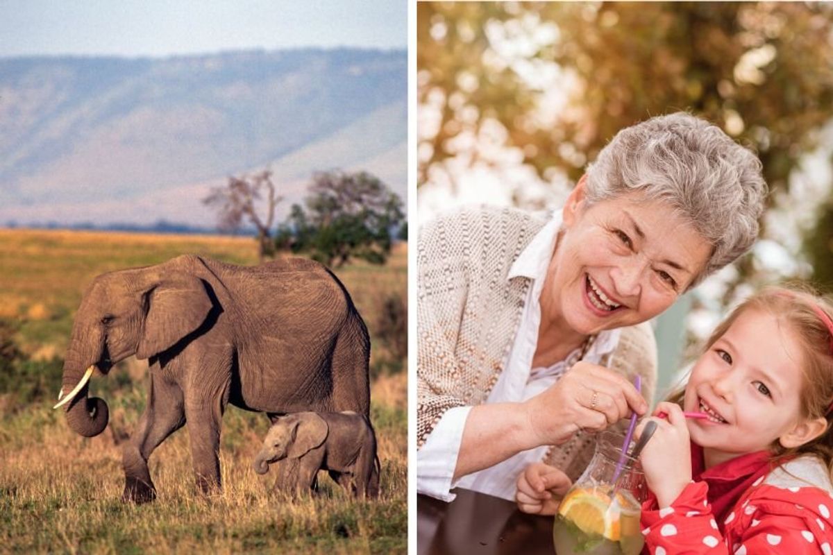menopause; grandmother hypothesis; menstrual cycle; puberty; reproductive years; elephants; whales; chimpanzees