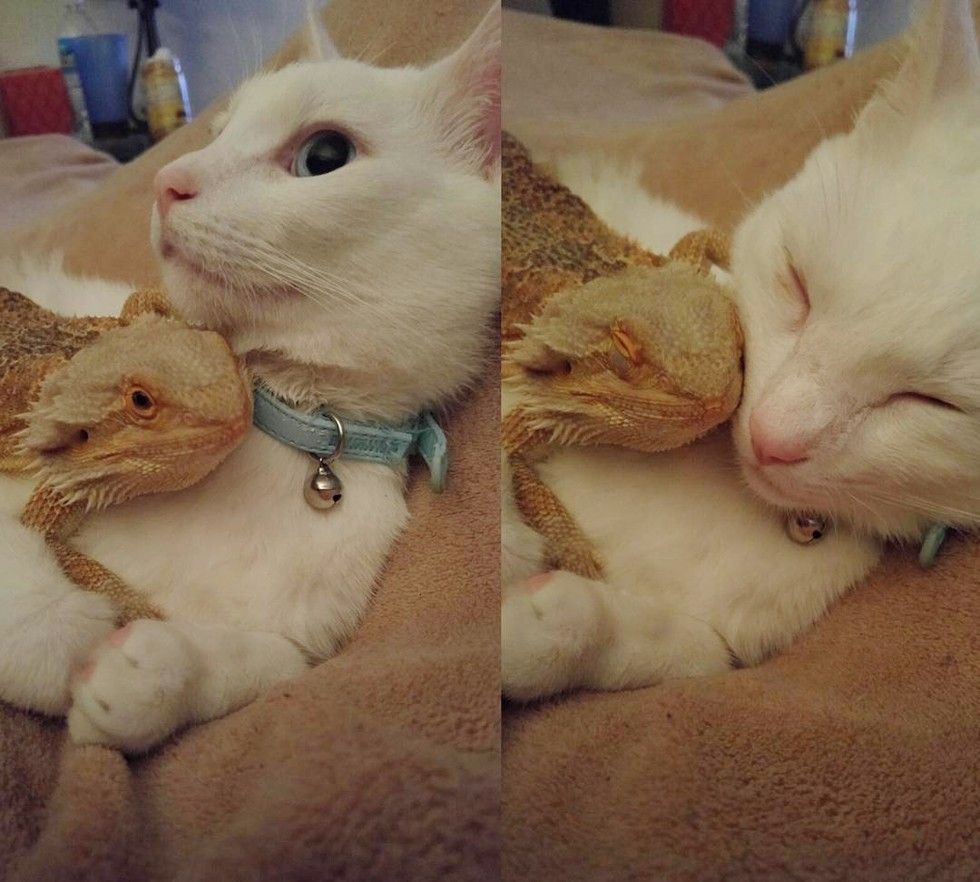 cat bearded dragon unlikely interspecies friendship