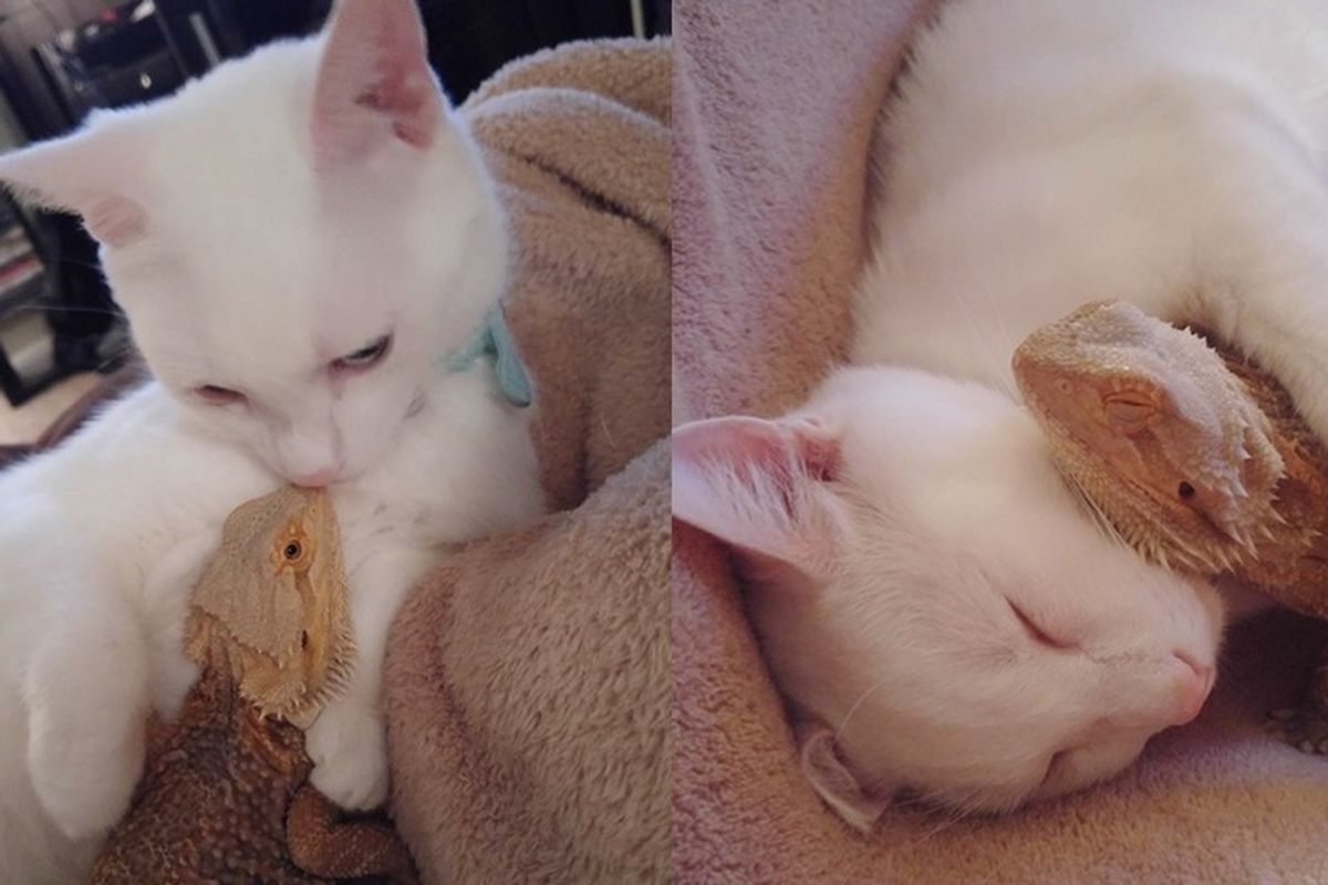 This Cat and Bearded Dragon Couldn't Look More Different, but Their Bond Will Inspire Everyone