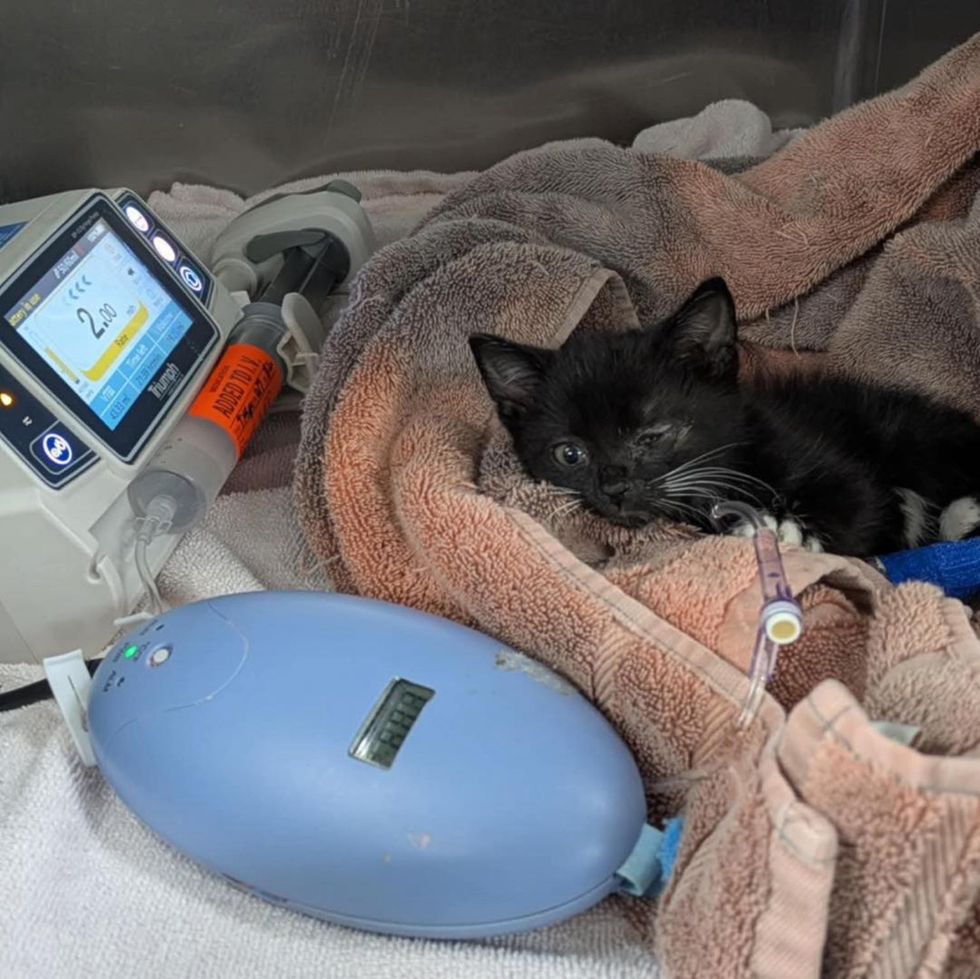 sweet kitten recovering