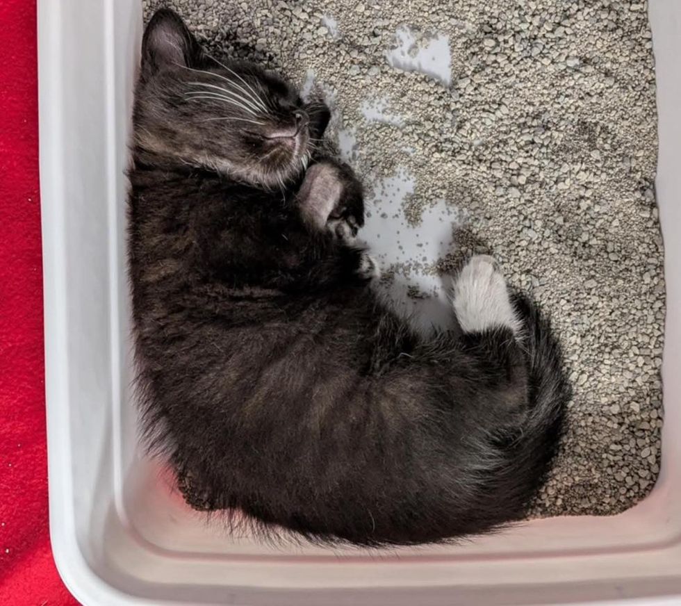 sleeping kitten litter box